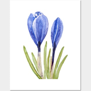 blue crocus buds watercolor painting Posters and Art